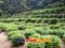 photo of hangzhou tea garden
