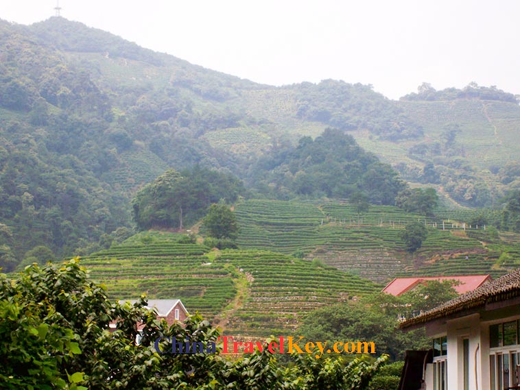 phtoo of hangzhou tea garden