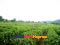 photo of hangzhou tea garden