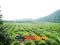 photo of hangzhou tea garden