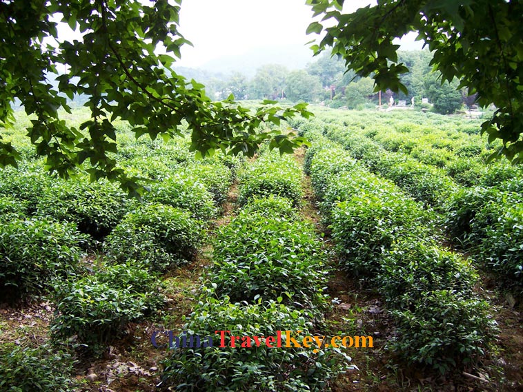 phtoo of hangzhou tea garden