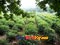 photo of hangzhou tea garden