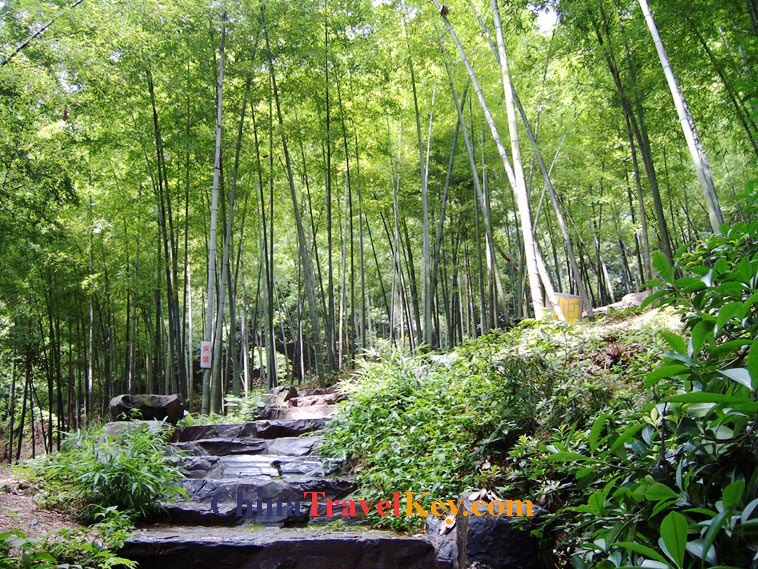photo of hangzhou tiger running spring