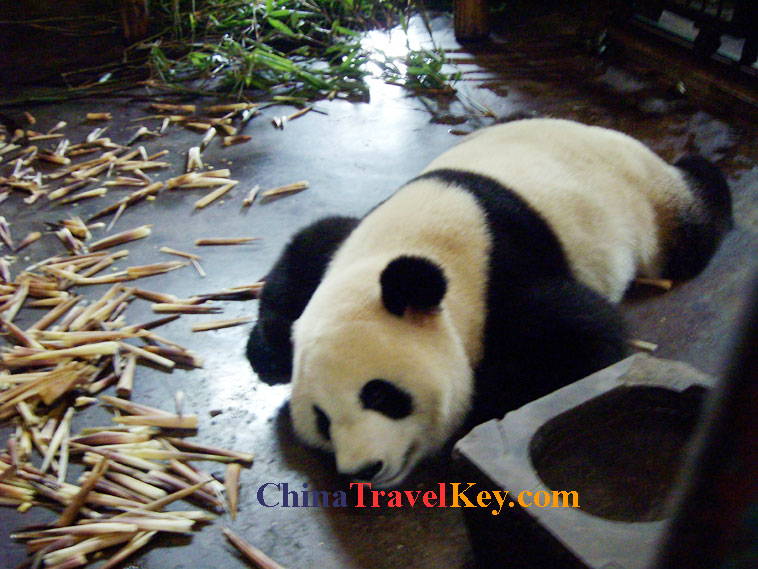 photo of chengdu panda temple