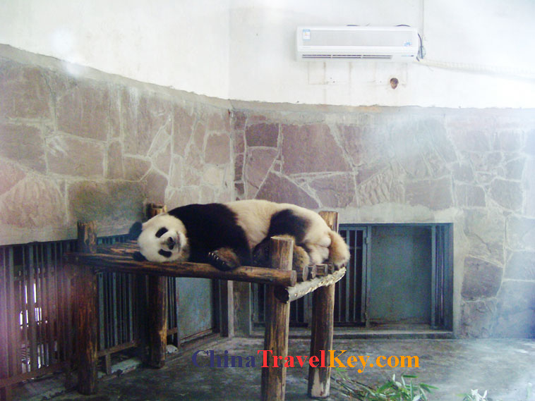 photo of chengdu panda temple