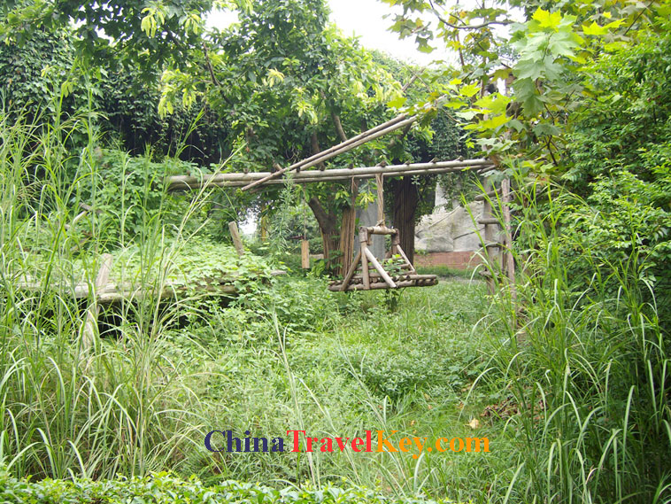 photo of chengdu panda temple