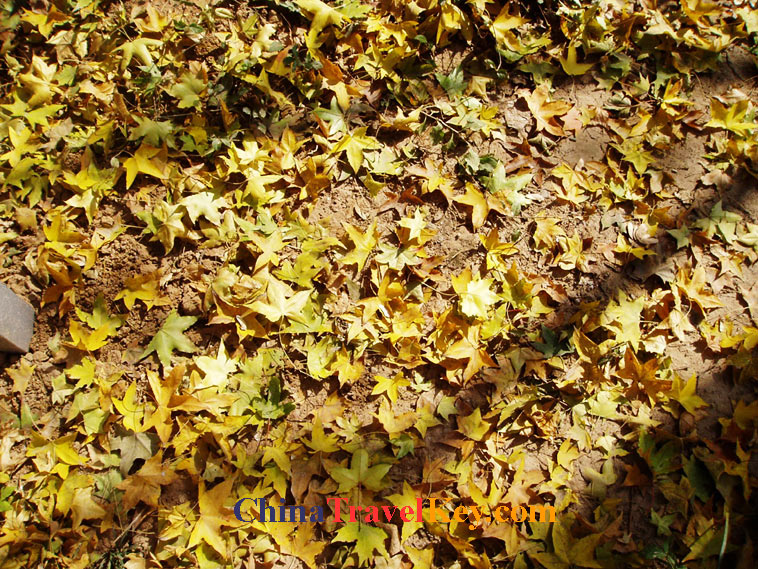 photo of jinan botanical garden