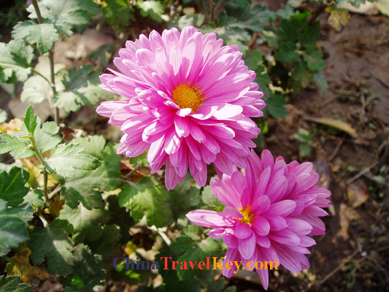 photo of jinan botanical garden