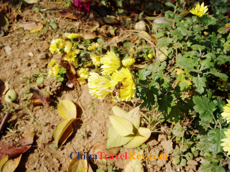 photo of jinan botanical garden