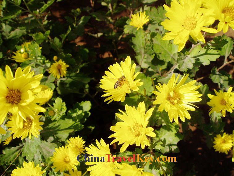 photo of jinan botanical garden