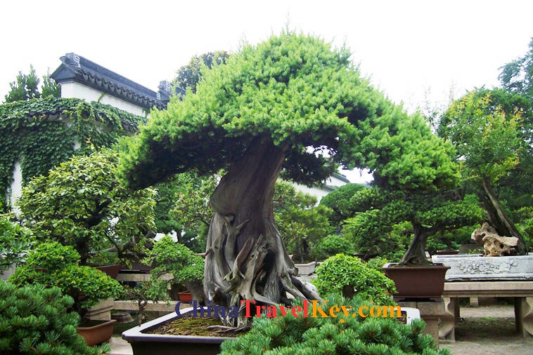 photo of suzhou humble administrator's garden