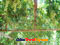 photo of grape-turpan