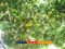 photo of grape-turpan
