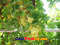 photo of grape-turpan