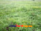 photo of xiahe sangke grassland